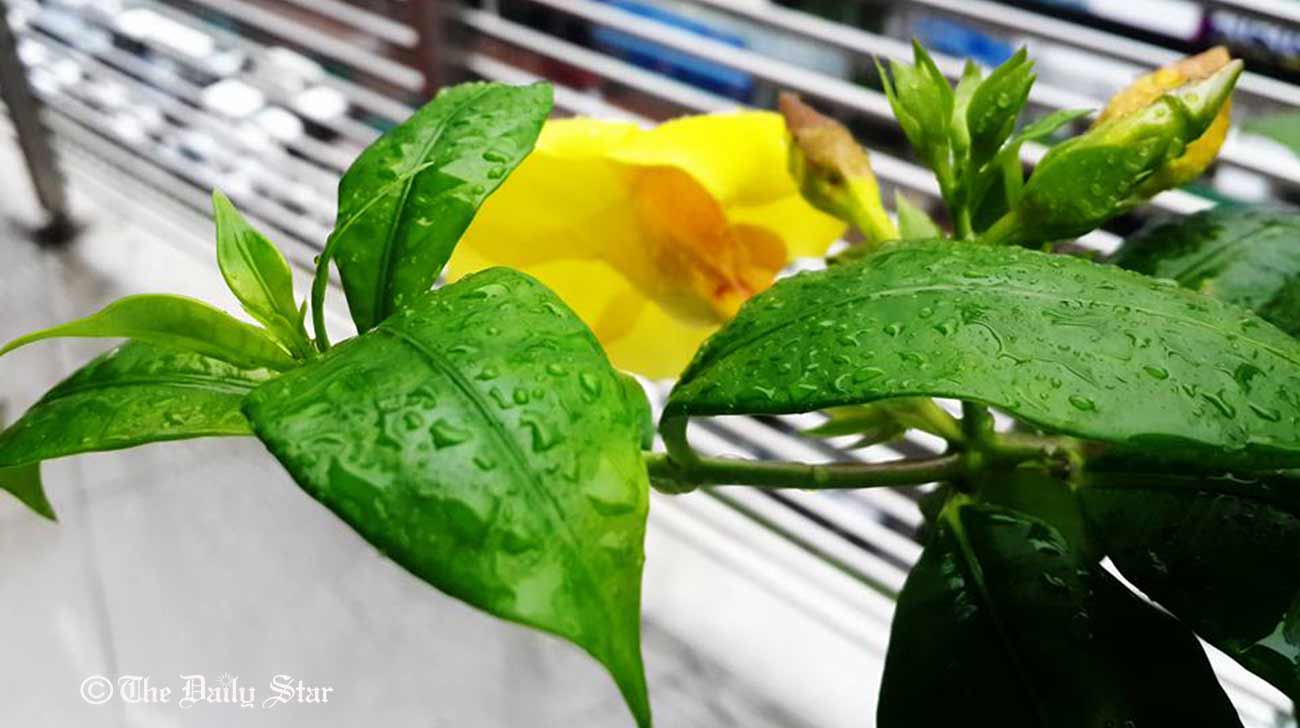Rain-on-potted-plants.jpg