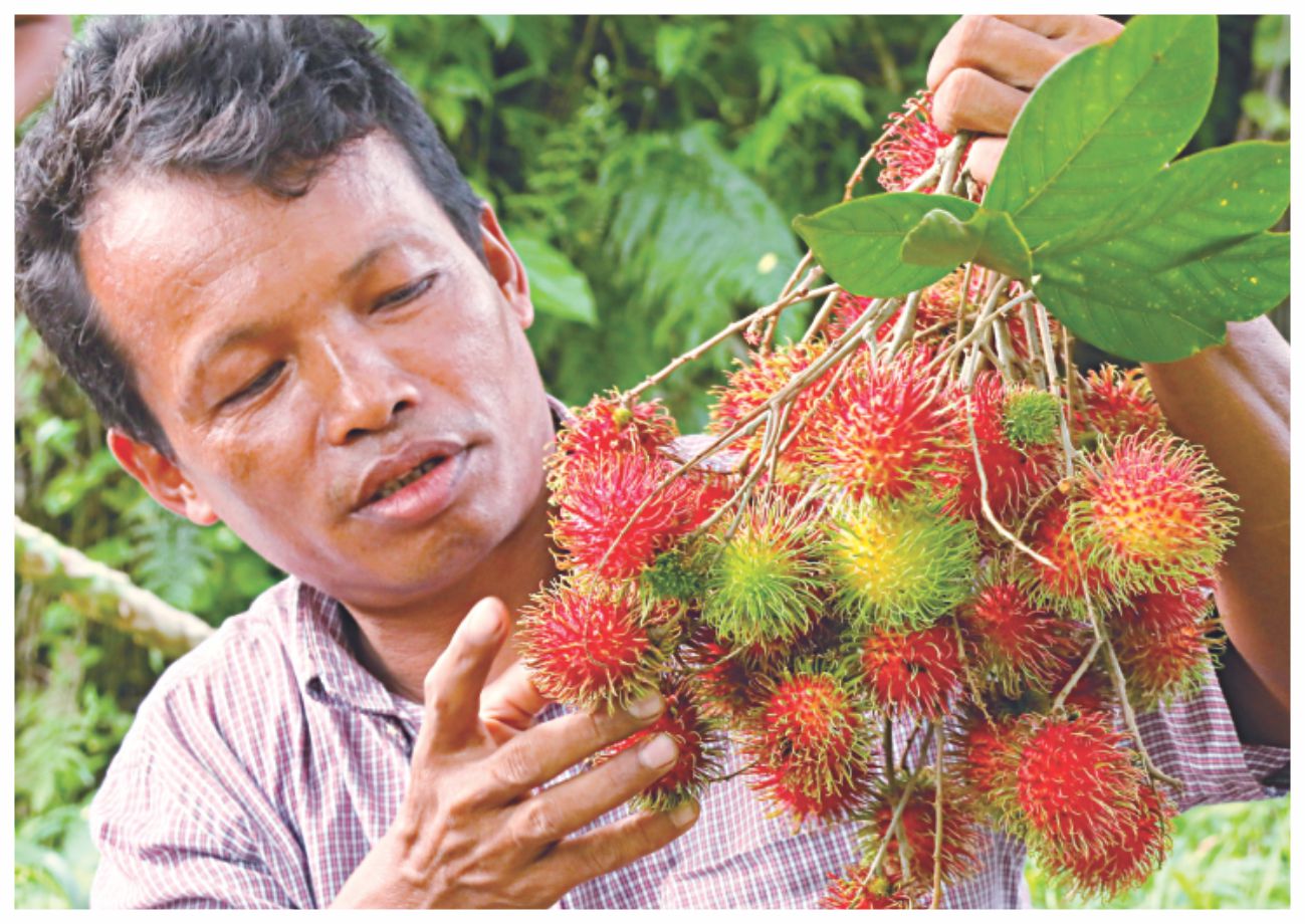 rambutan1.jpg