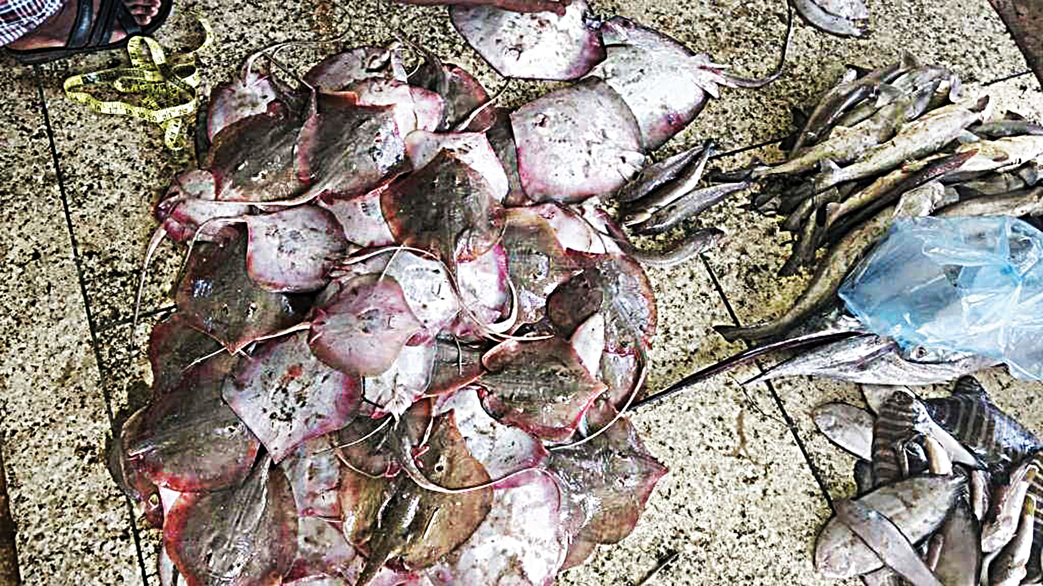 rays-of-bengal1.jpg