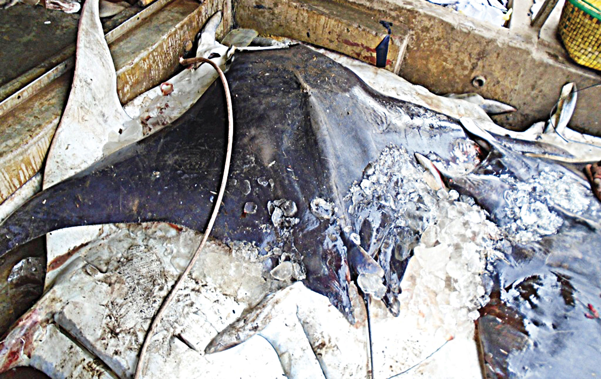 rays-of-bengal3.jpg