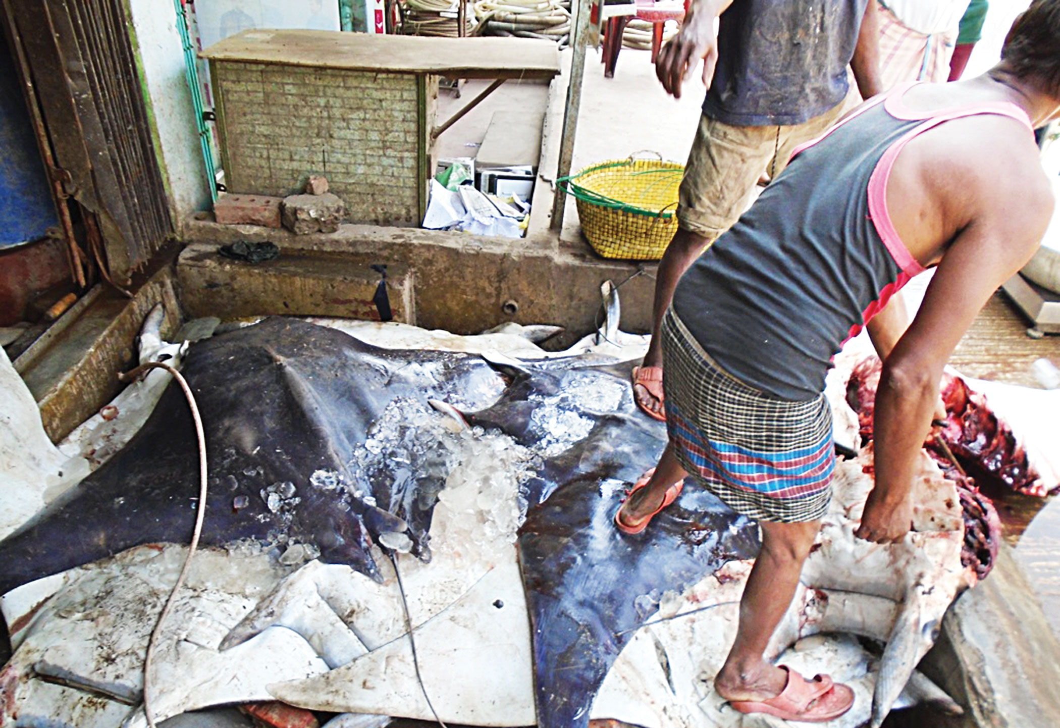 rays-of-bengal5.jpg