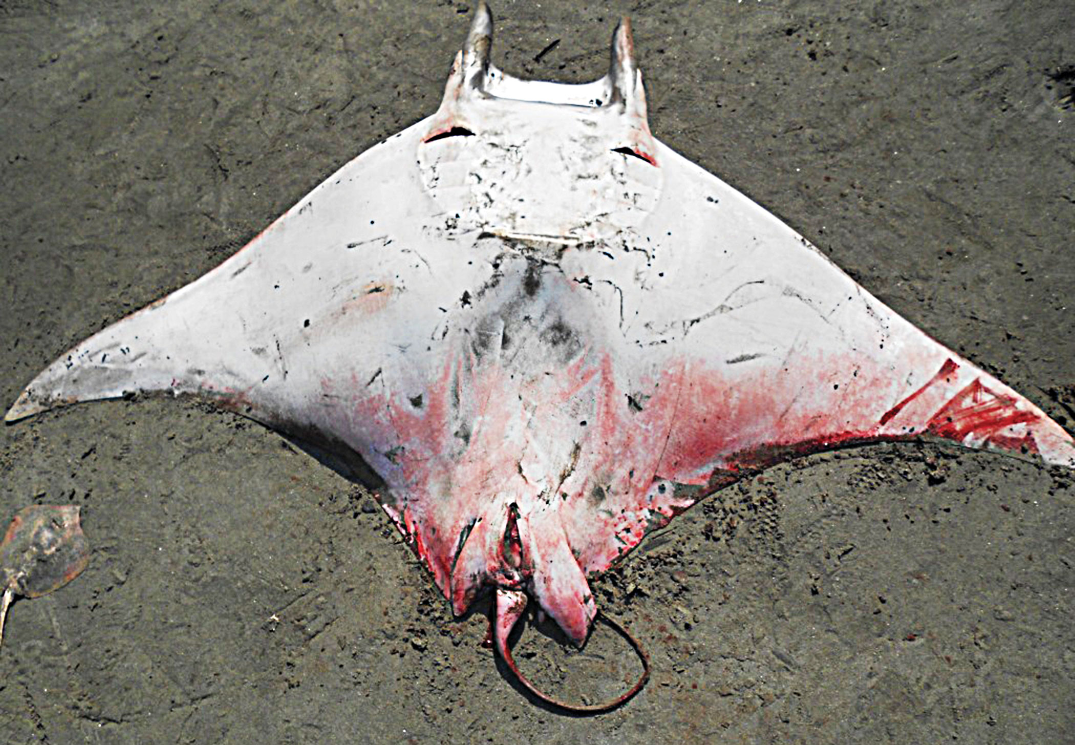 rays-of-bengal6.jpg