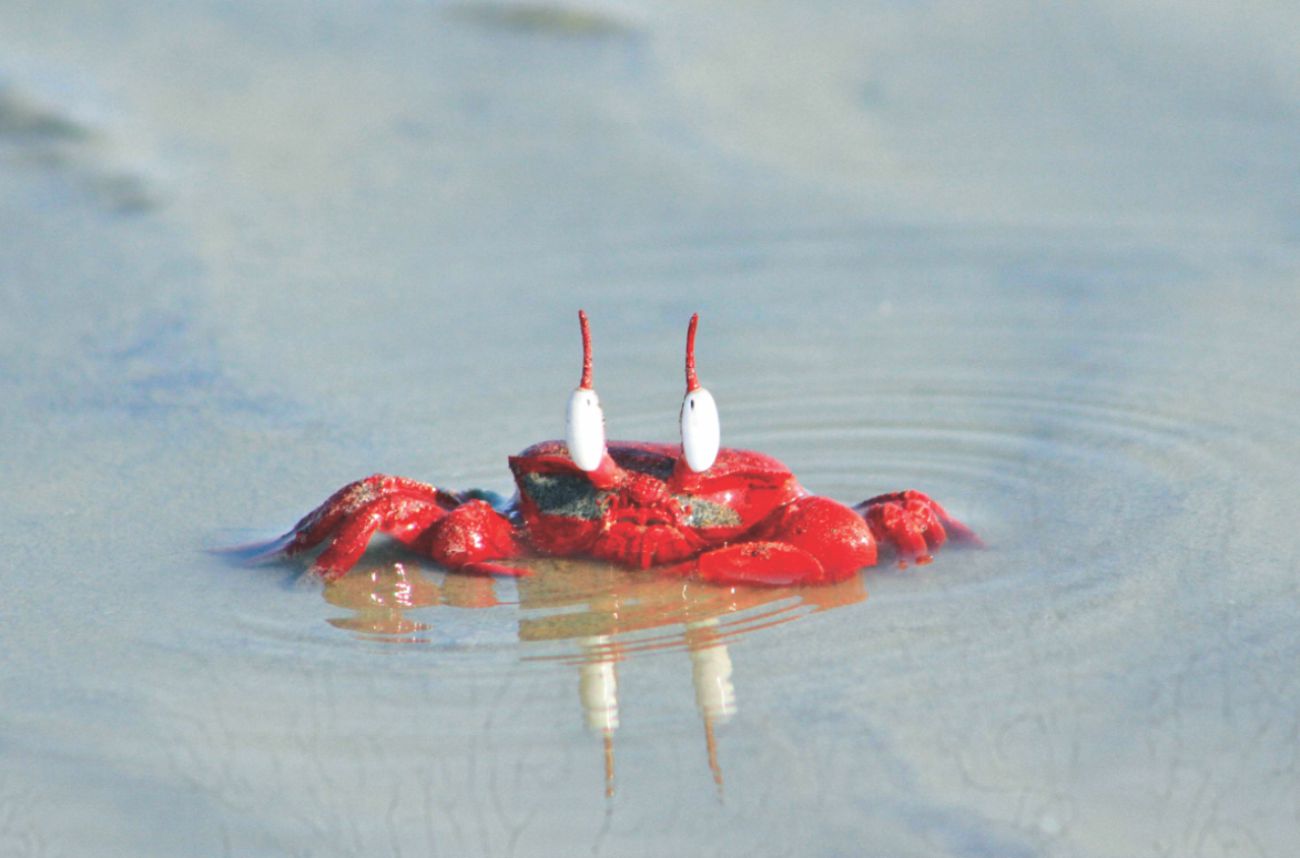 red_crabs_kuakata_2.jpg