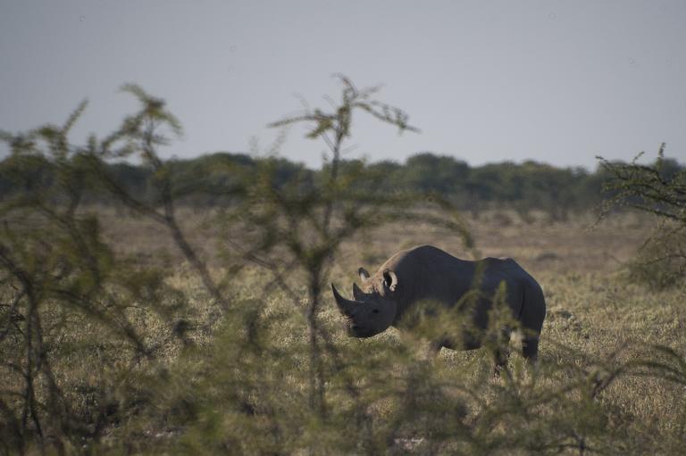 rhino.jpg