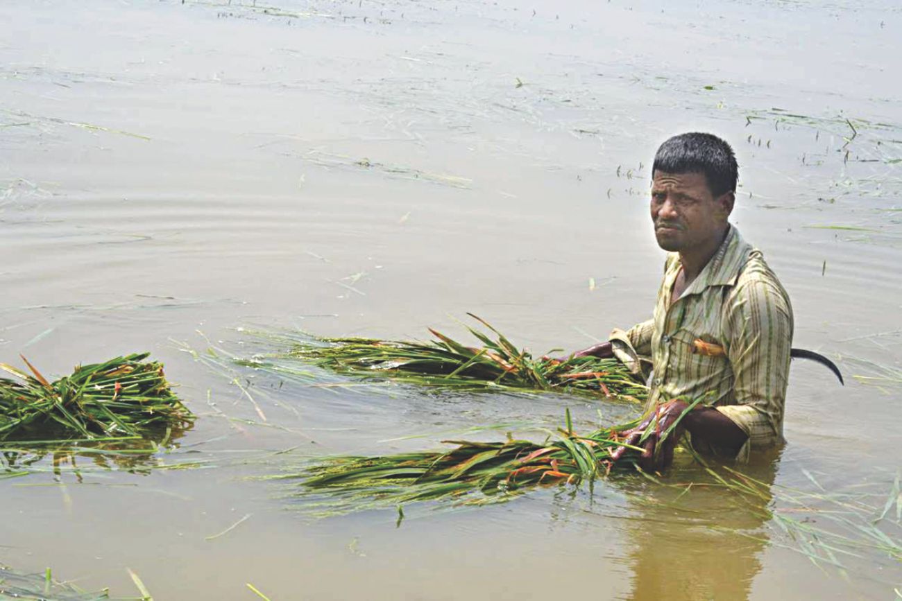 rice_1_0.jpg
