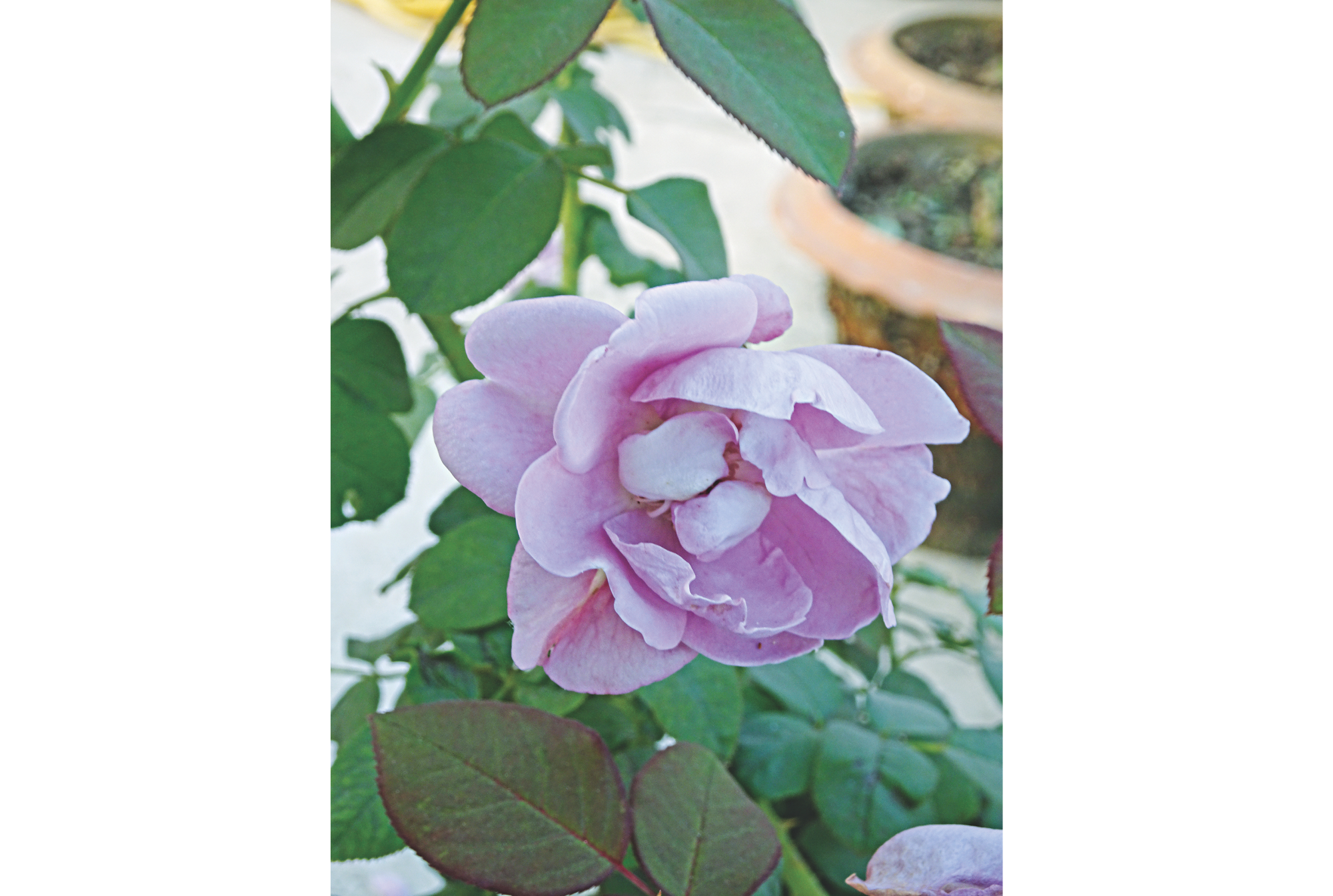 saga_of_roses_2.jpg