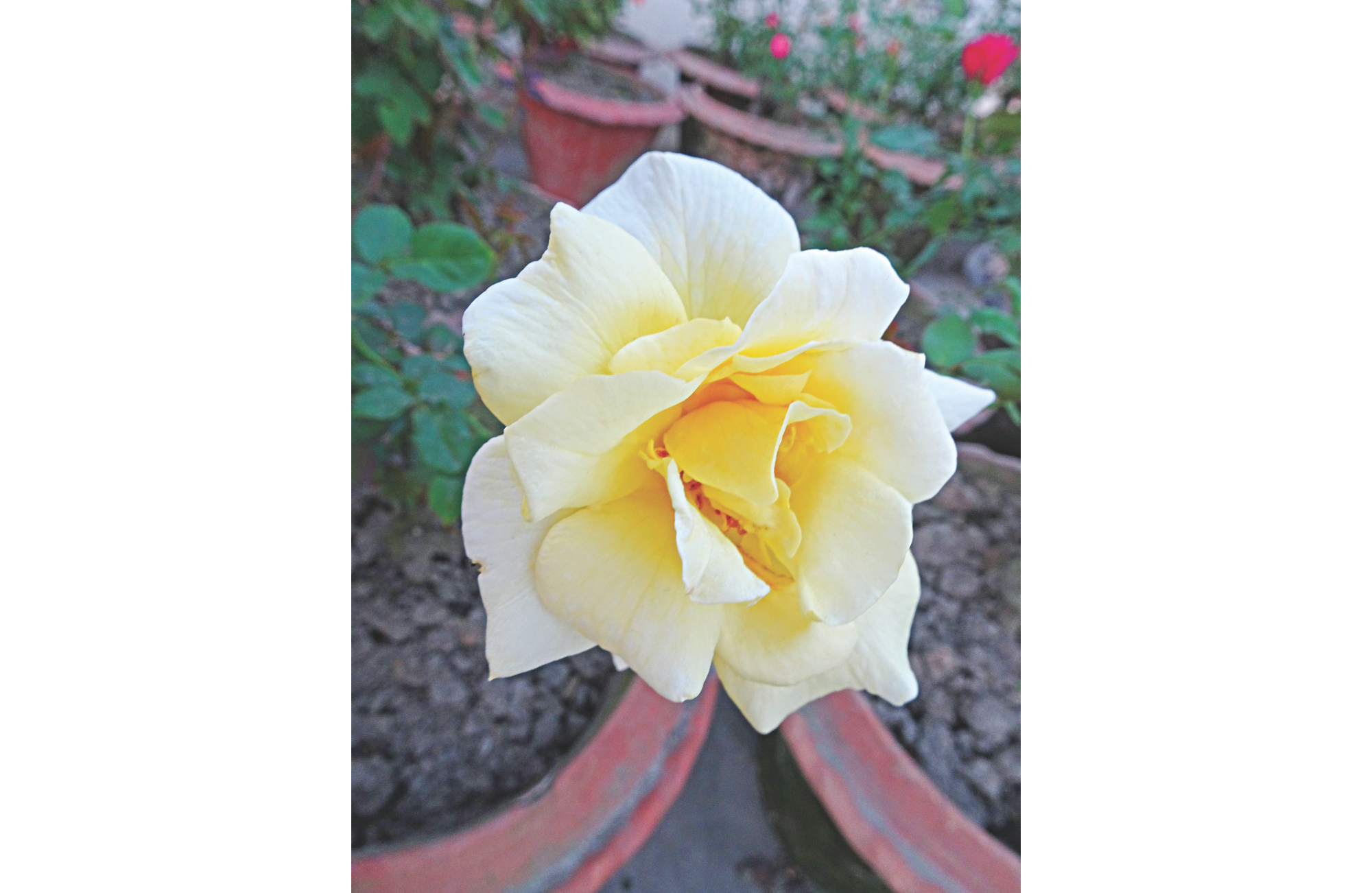 saga_of_roses_4.jpg