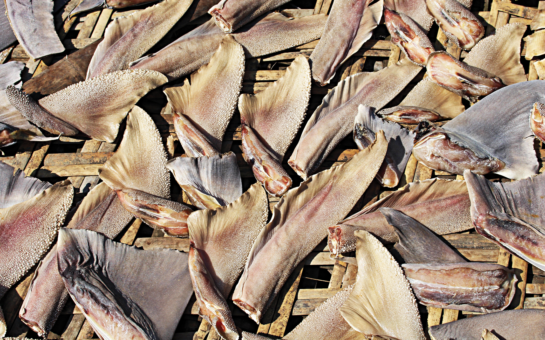 sea-fish2.jpg