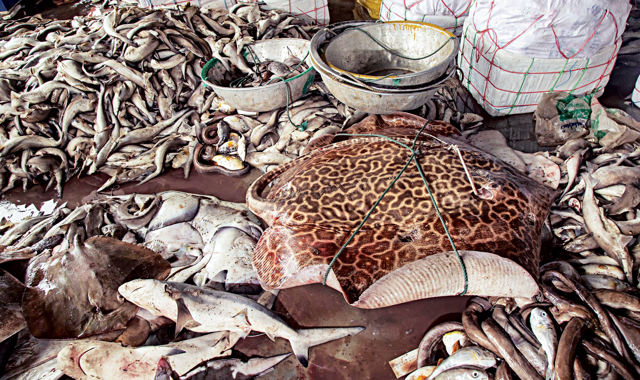 sea-fish4.jpg