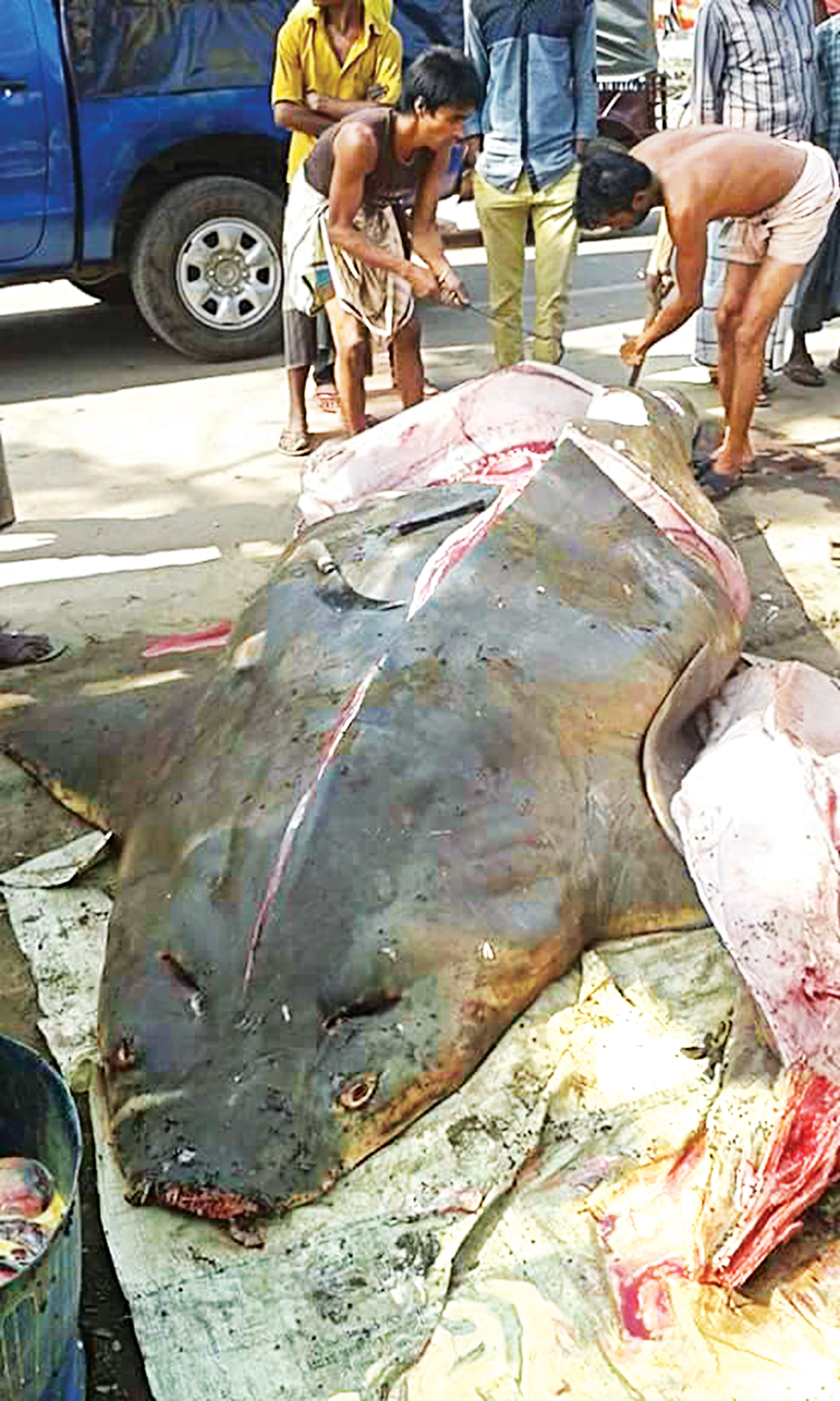 sea-fish5.jpg