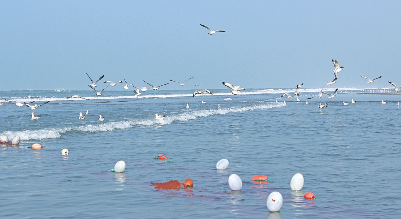 sea_birds.jpg