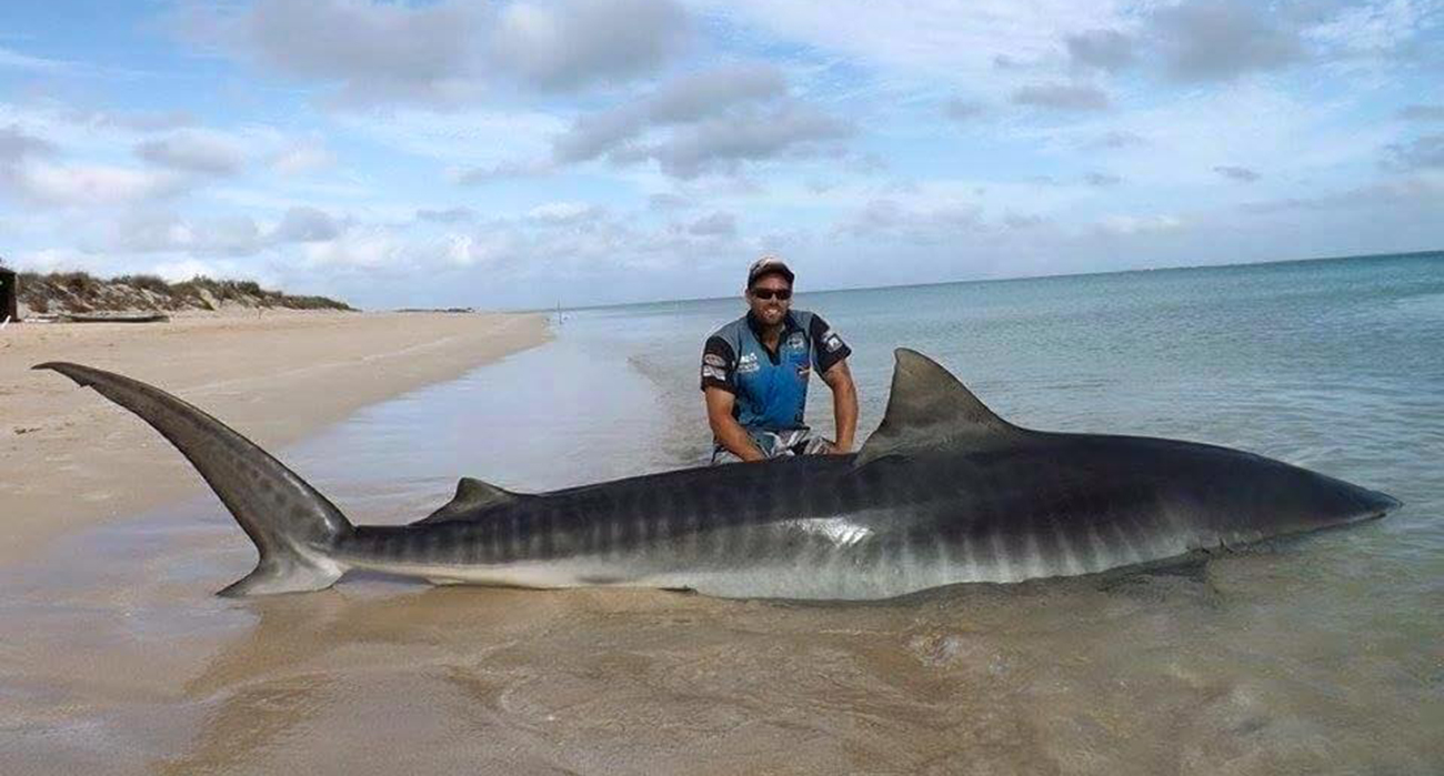 Shark-2-web.jpg