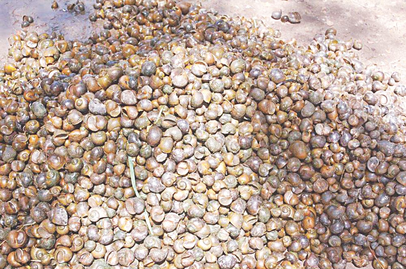 snail collection1.jpg
