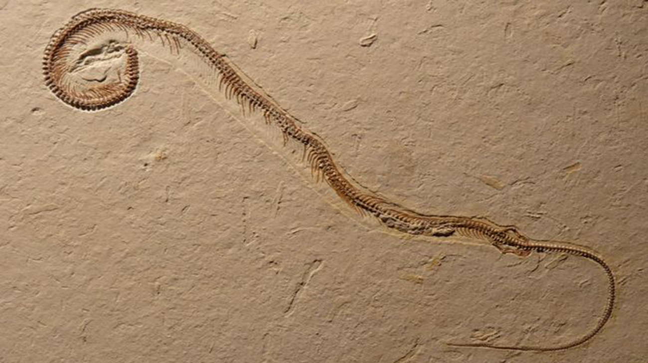 Snake-3.jpg