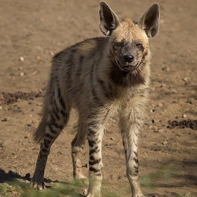 Striped_Hyena_Adult.jpg