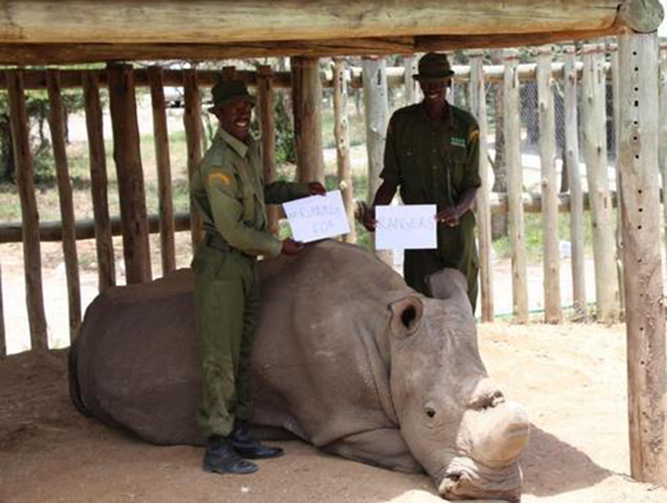 Sudan--Rhino--2-new.jpg