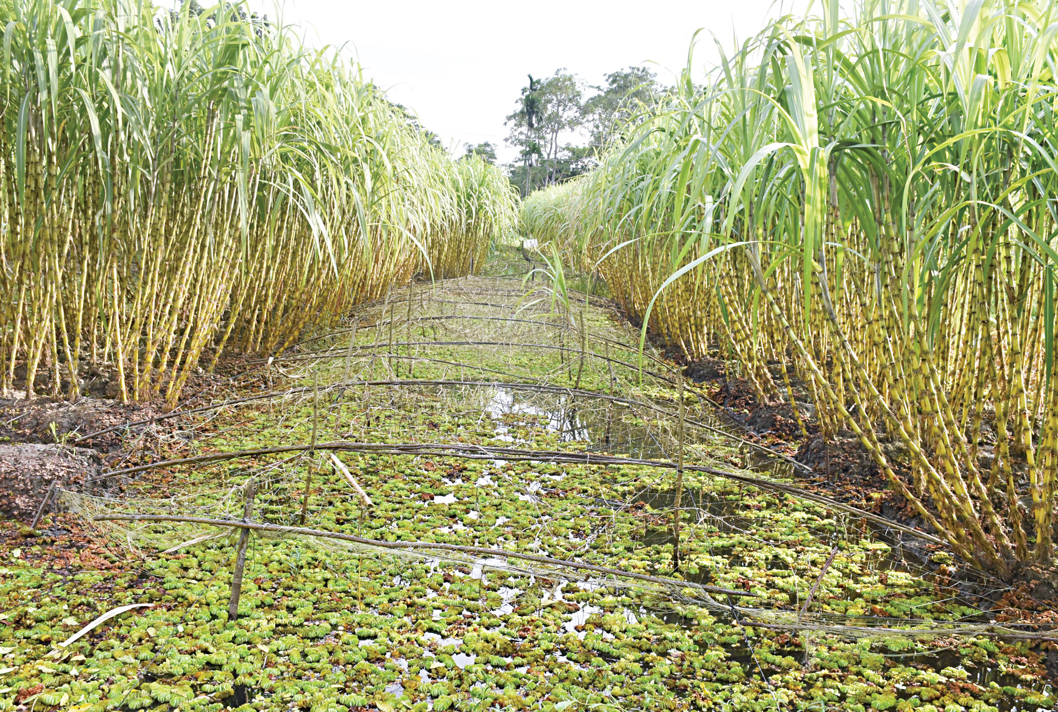 sugarcane-cultivation-2.jpg