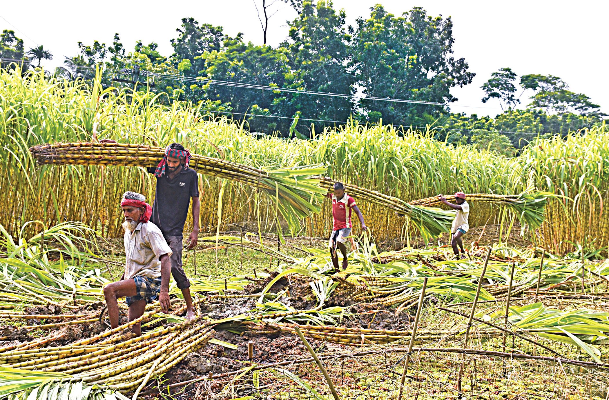 sugarcane-cultivation-3.jpg