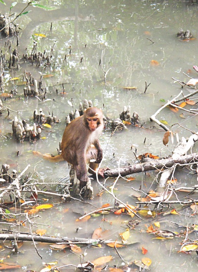 sundarban2.jpg