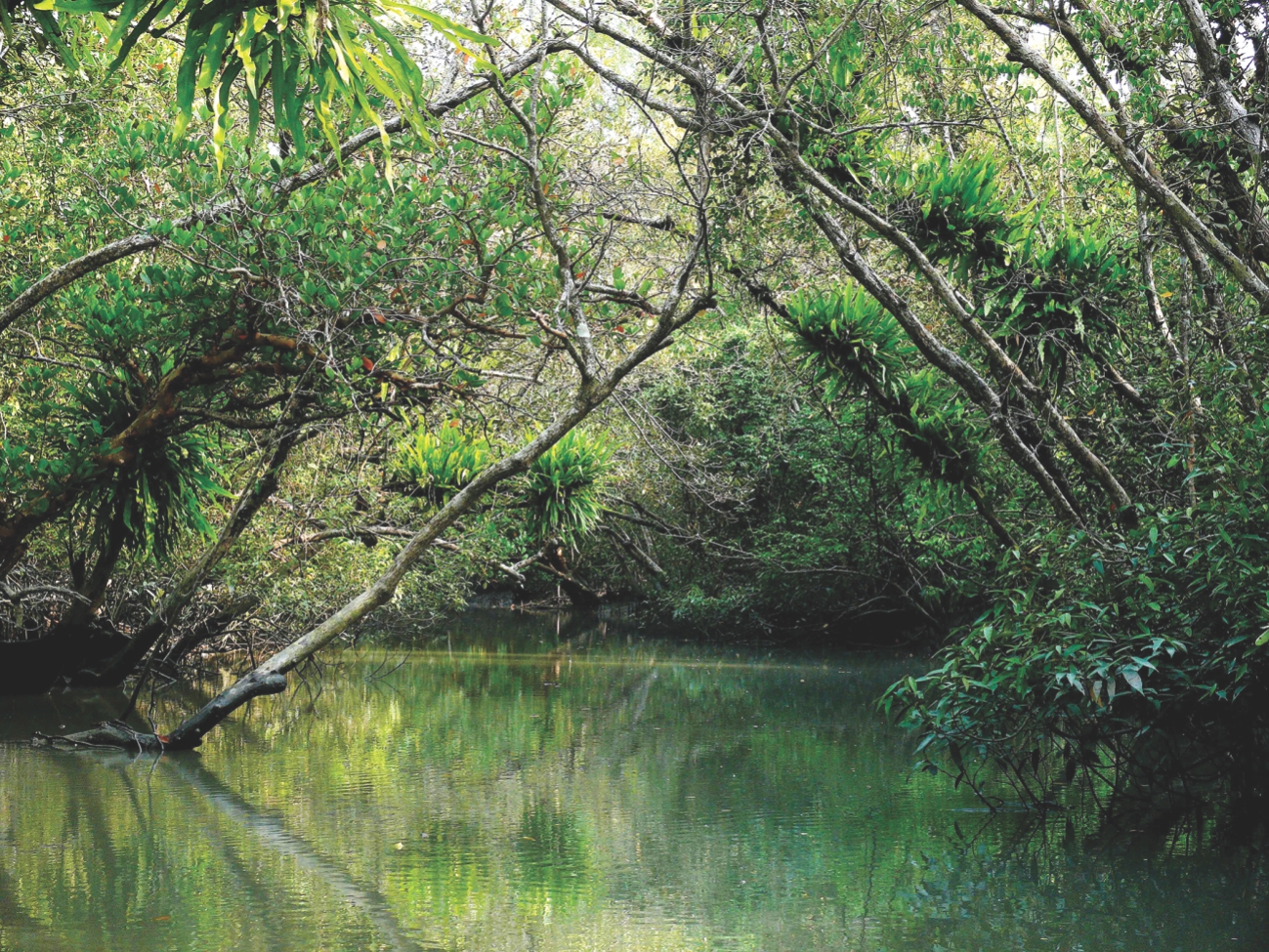 sundarbans 10.jpg