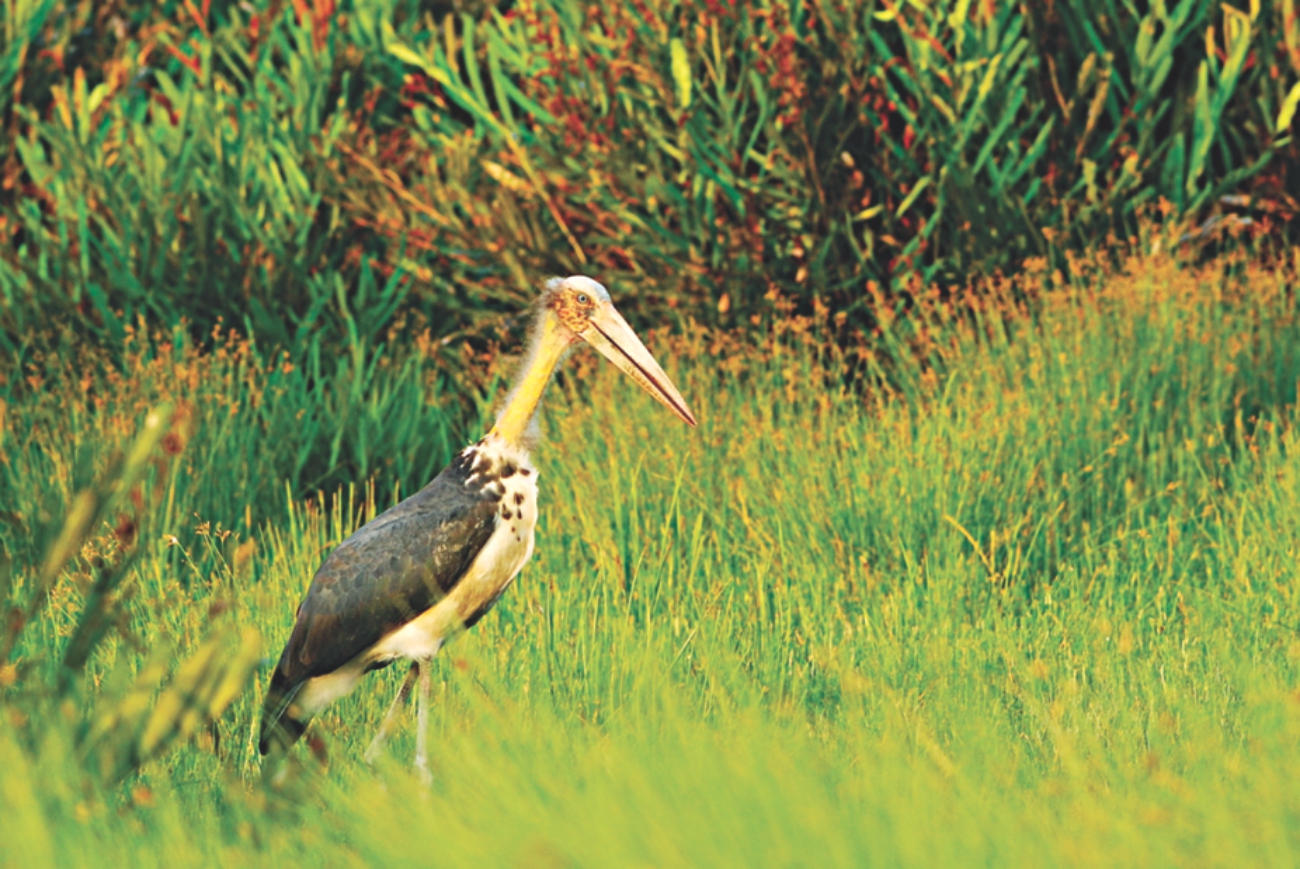 sundarbans 2.jpg