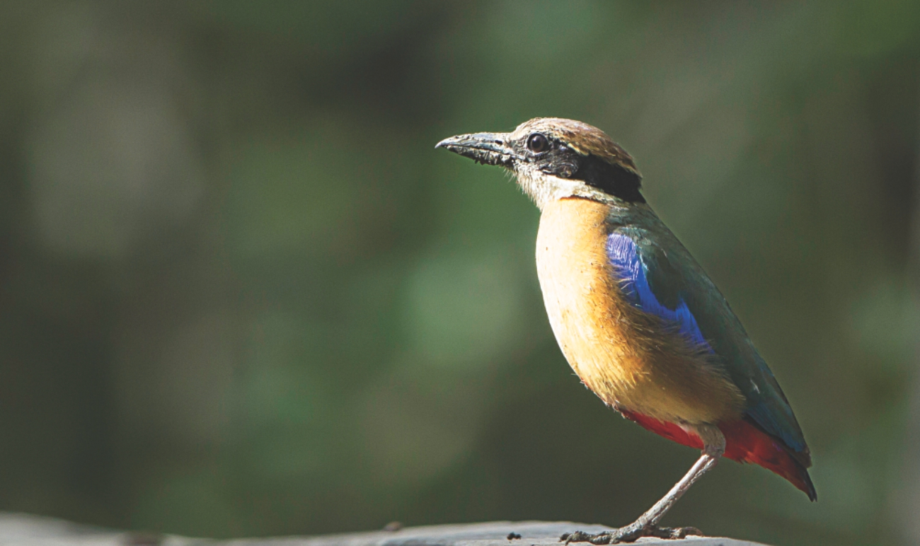 sundarbans 3.jpg