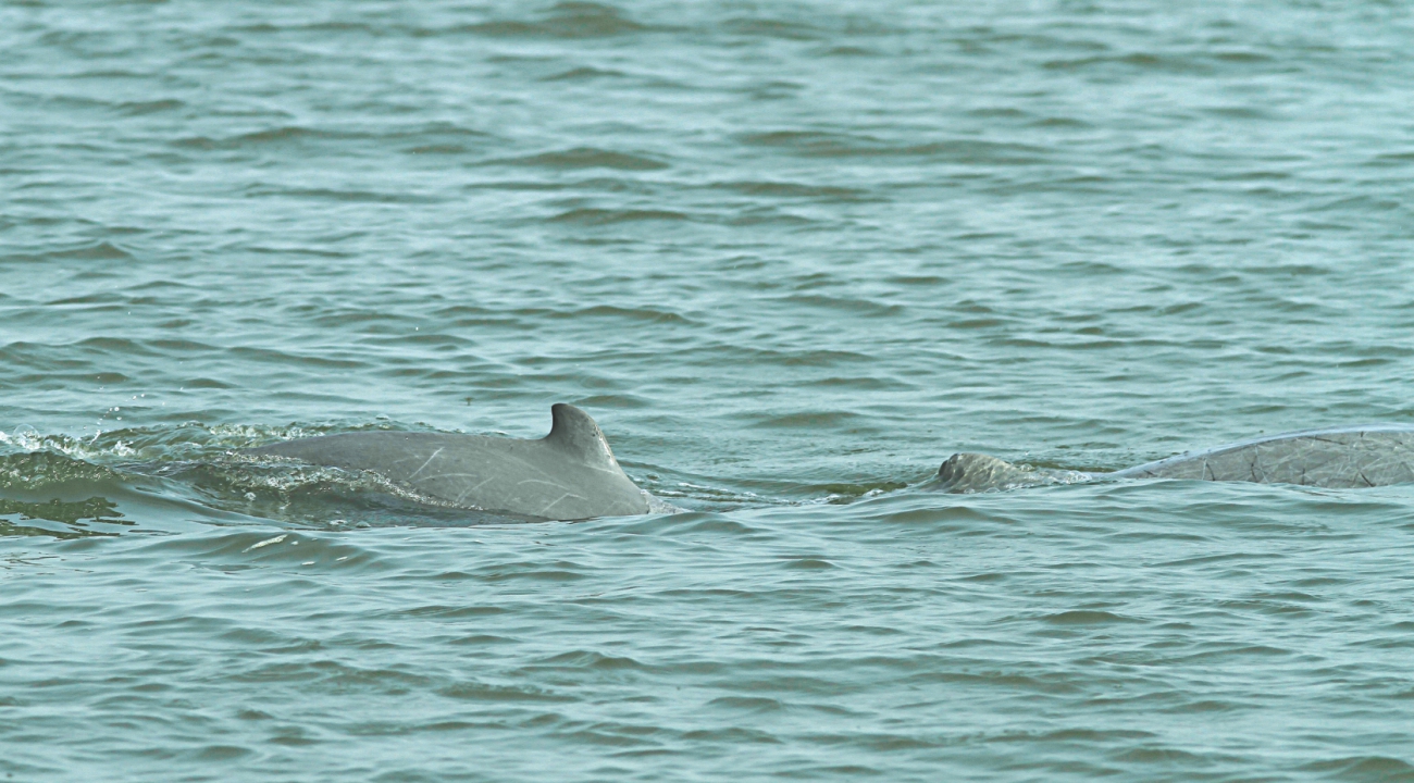 sundarbans 4.jpg