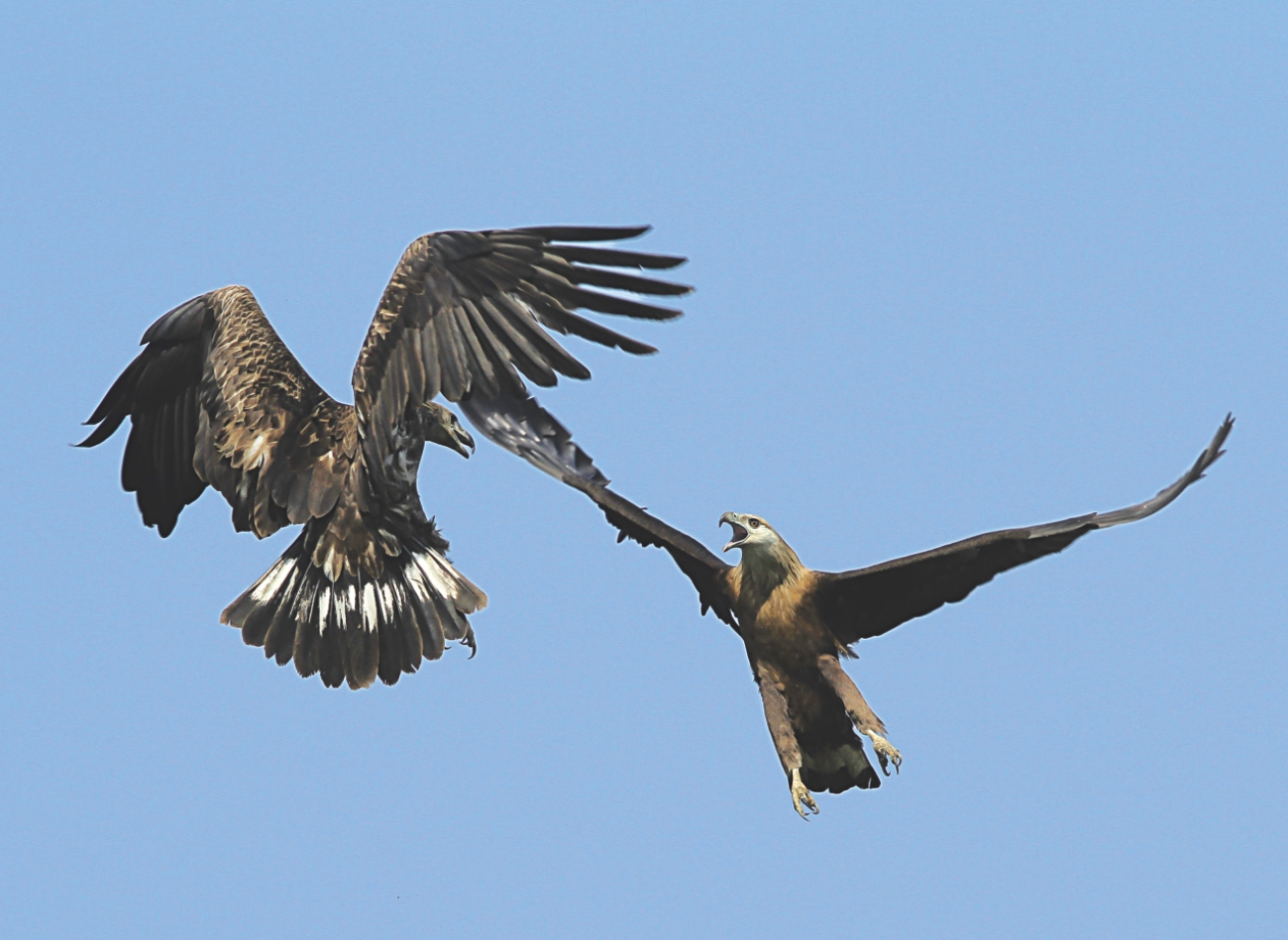 sundarbans 5.jpg