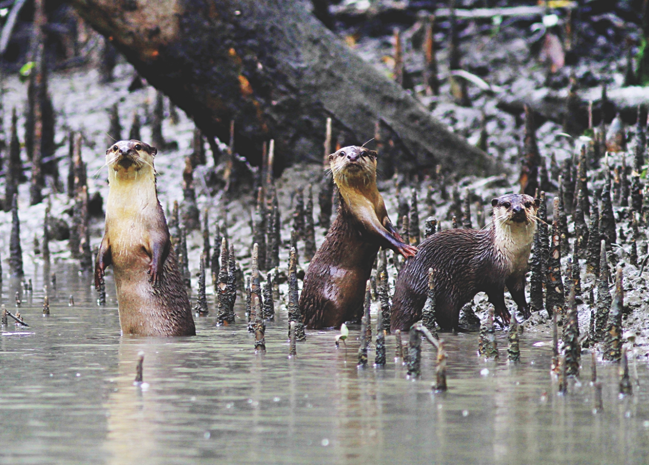 sundarbans 6.jpg