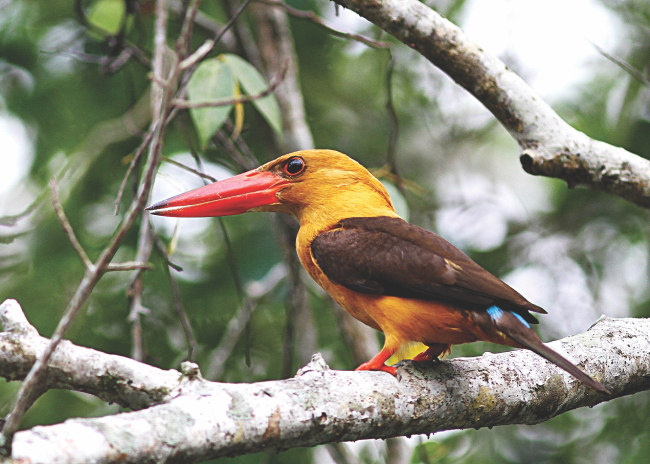 sundarbans 7.jpg
