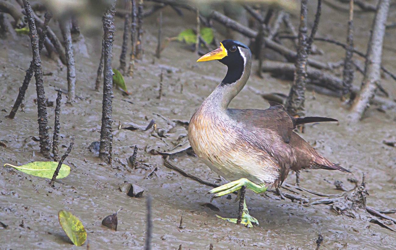 sundarbans 8.jpg
