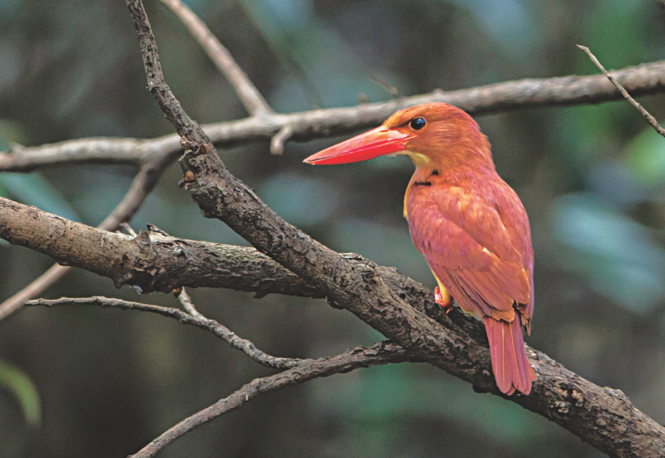 sundarbans 9.jpg