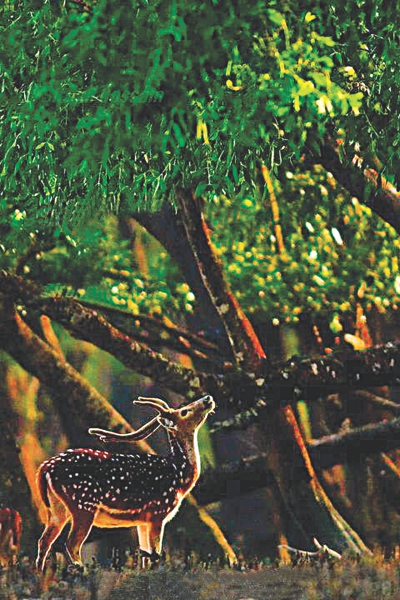sundarbans beauty 1.jpg