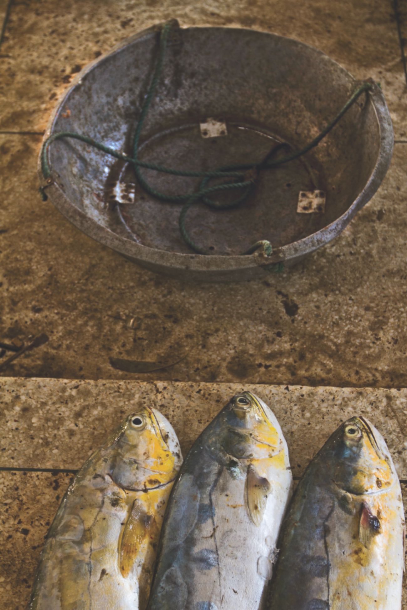Surviving fish market