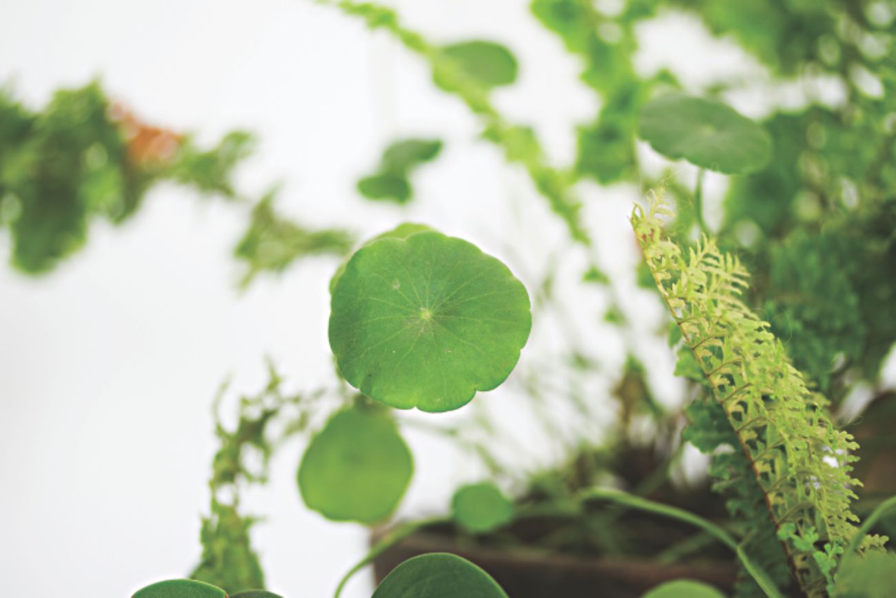taking_care_of_your_first_plant_1.jpg