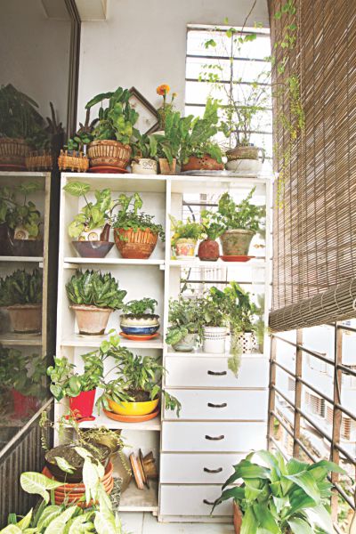 taking_care_of_your_first_plant_2.jpg