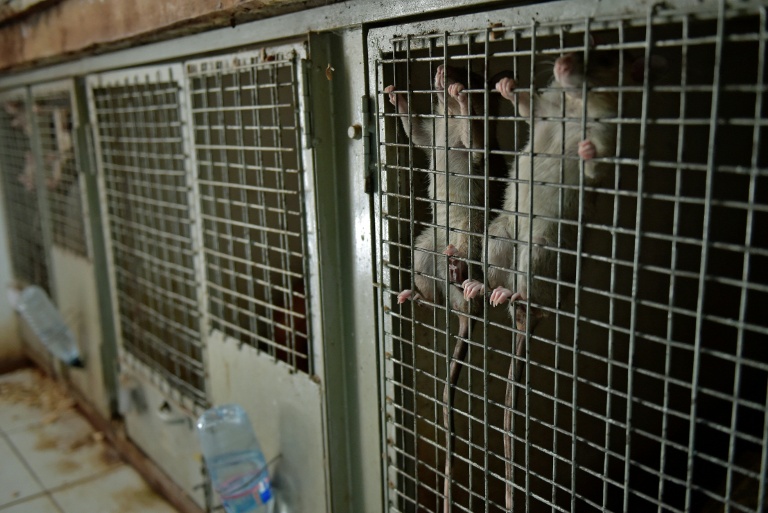 tanzanian rat-afp-3.jpg