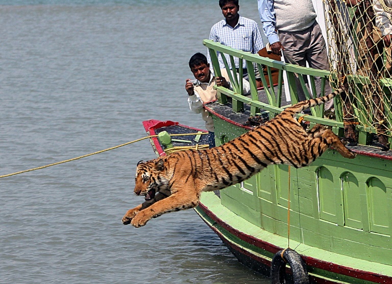 Tiger-afp.jpg