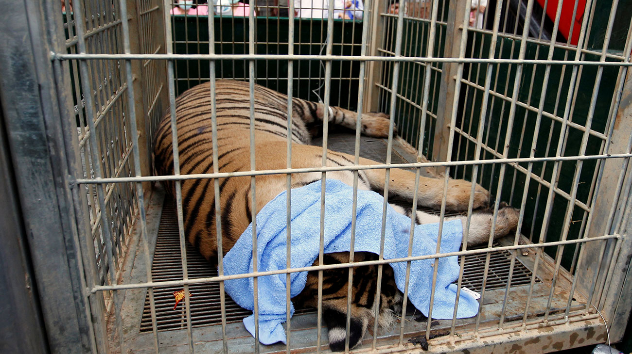 tiger-temple-2.jpg