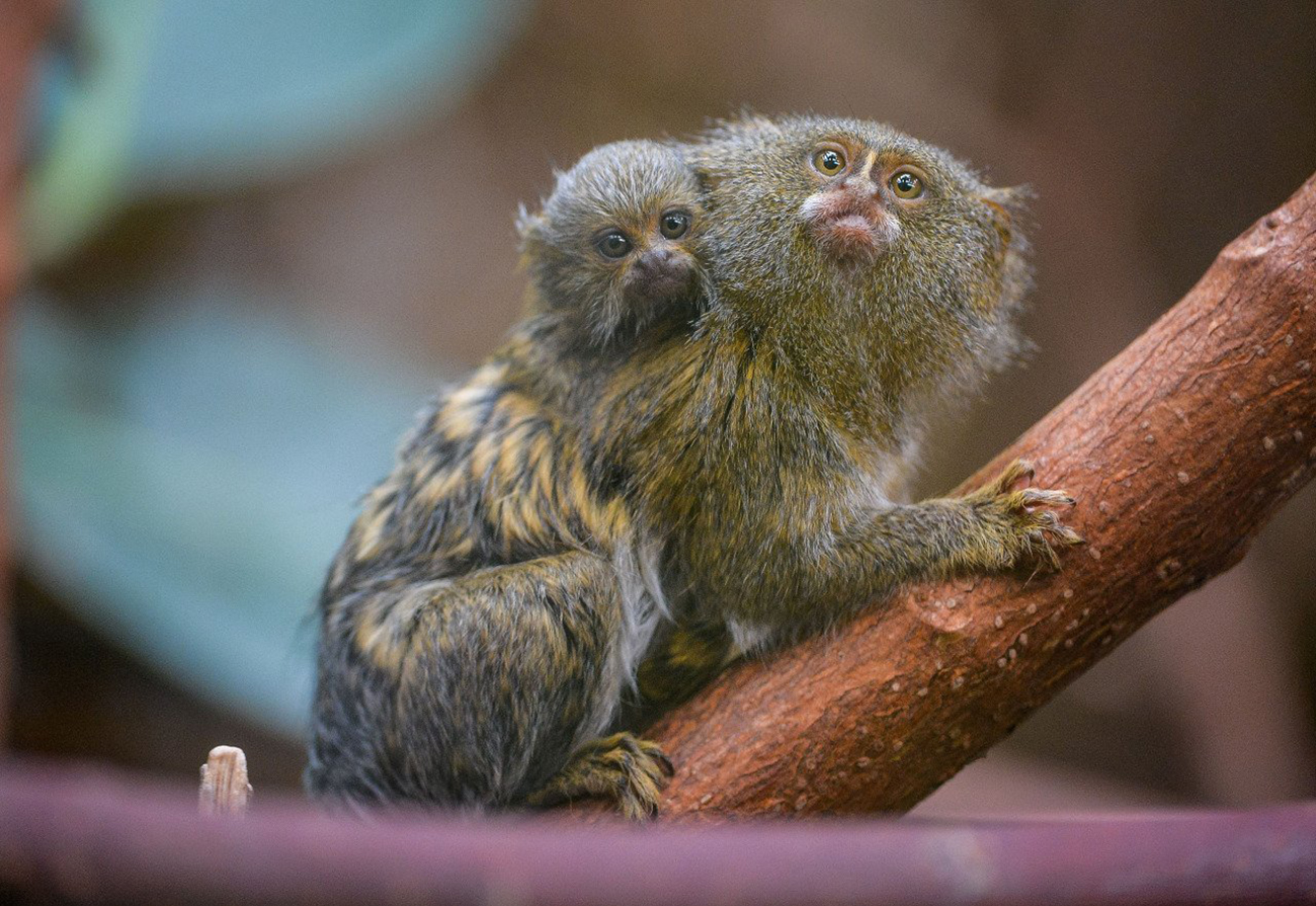 Tiny-monkey.jpg