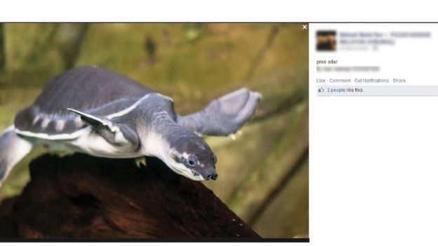 turtle-traffic-bbc-fb.jpg