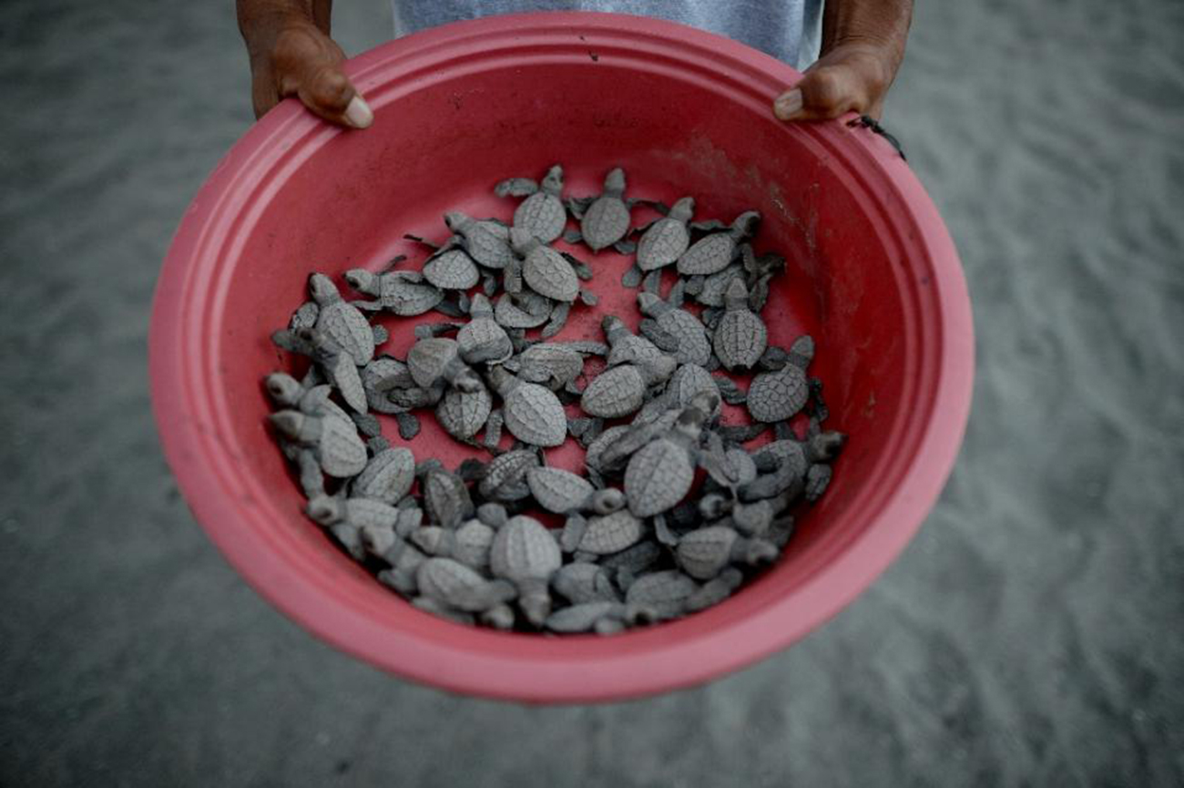 Turtles-Philipine-4.jpg