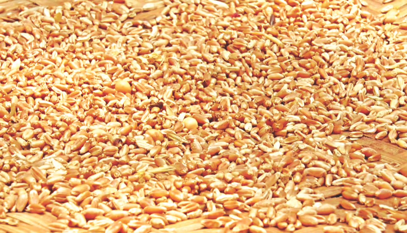 wheat import 4.jpg