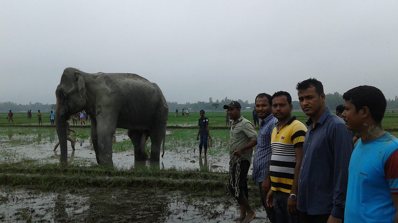 Wild-Elephant-1WB.jpg