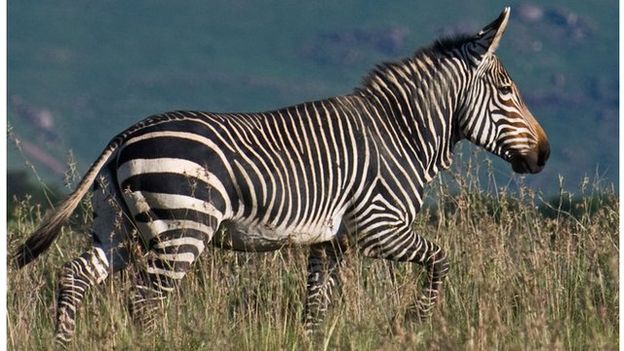 wildlife 1.jpg