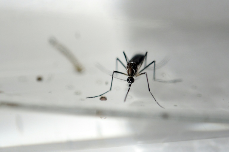 Zika-afp3.jpg