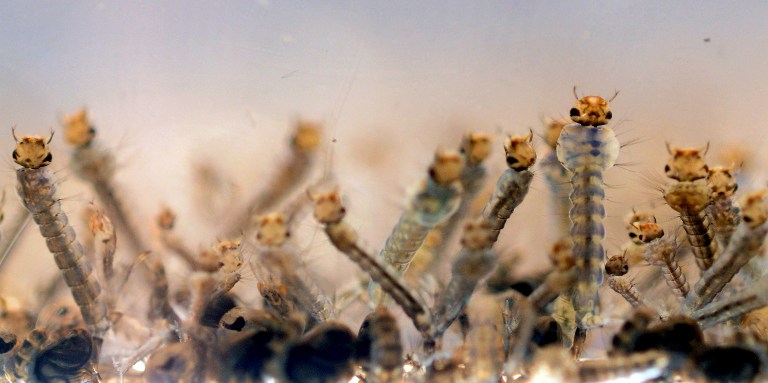 Zika-AFP (2).jpg