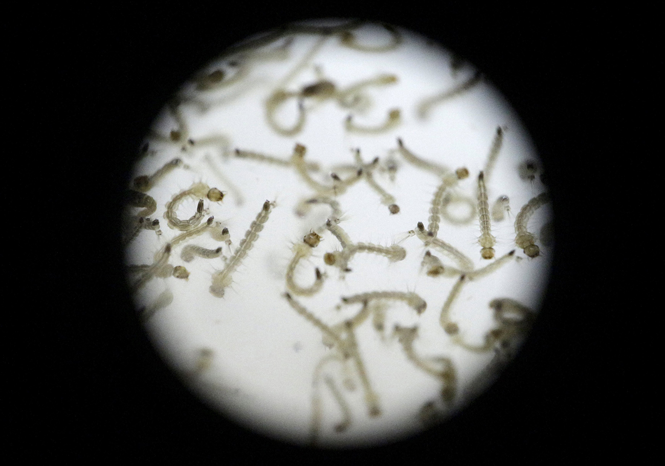 Zika-virus-2.jpg