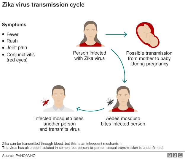 zika virus.png