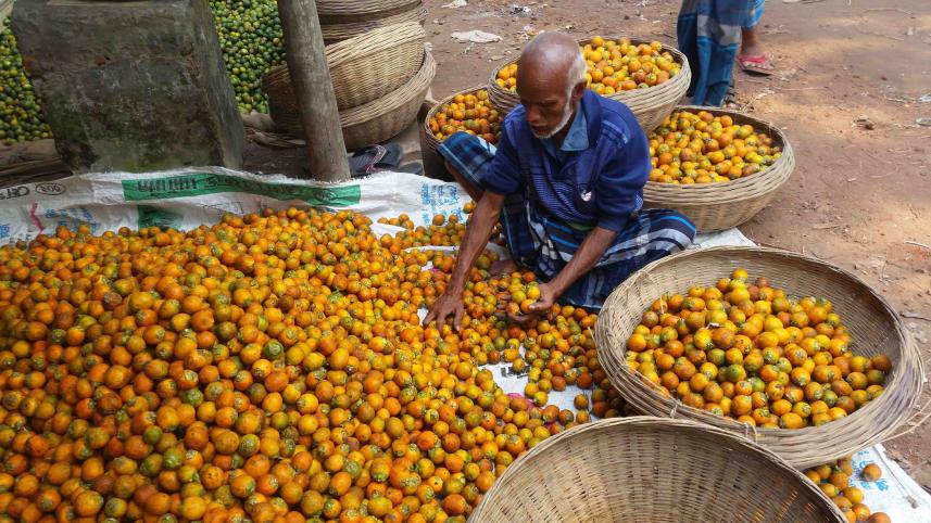 Bagerhat-betel-nut.jpg